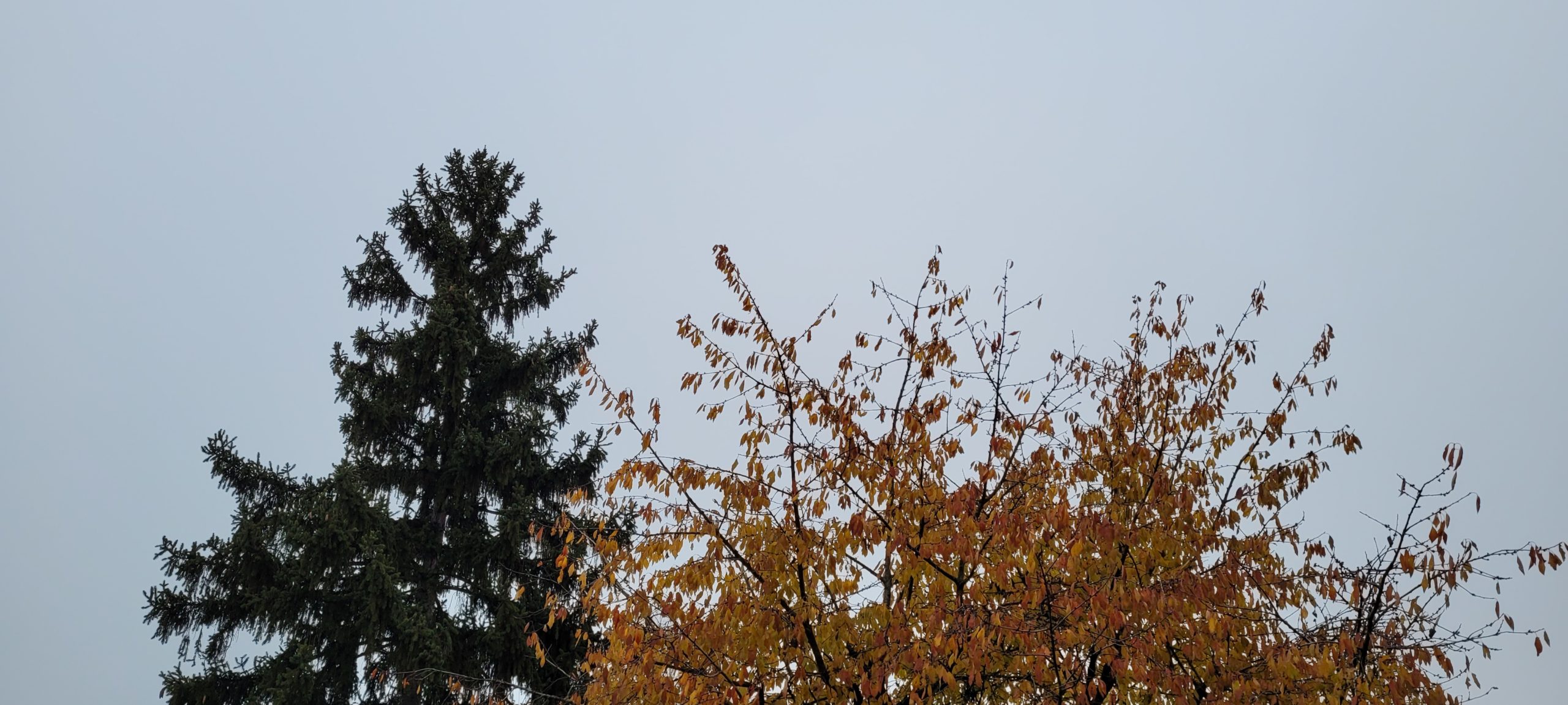 2 trees on a grey sky