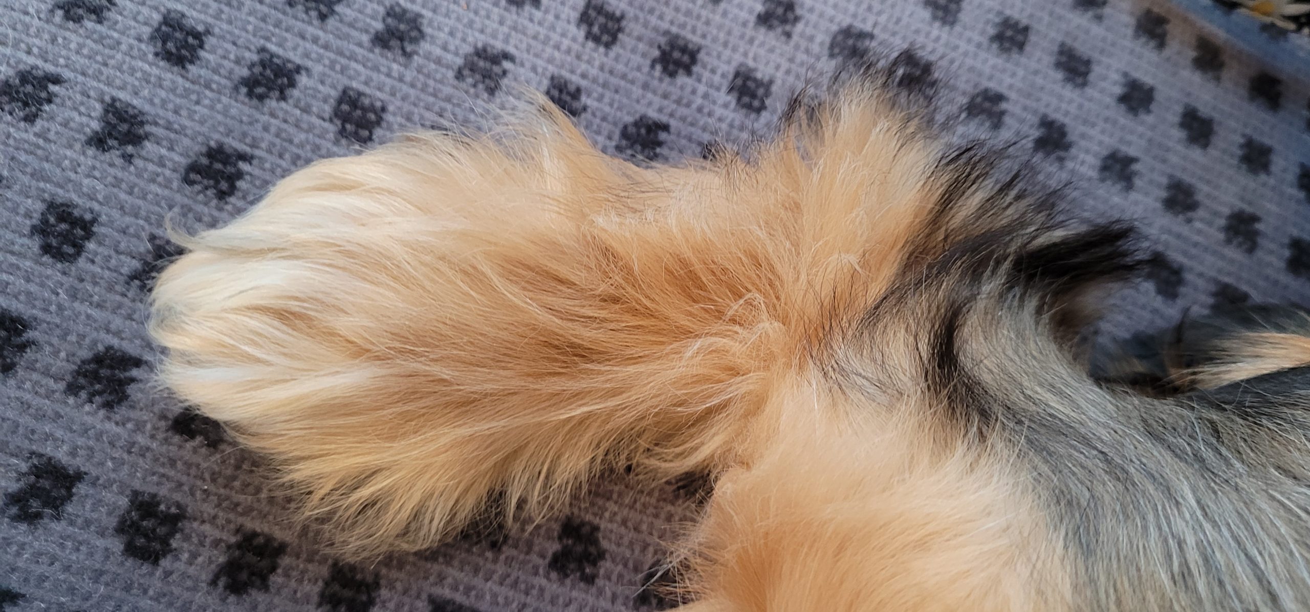 a puppy's fuzzy foot on a train seat