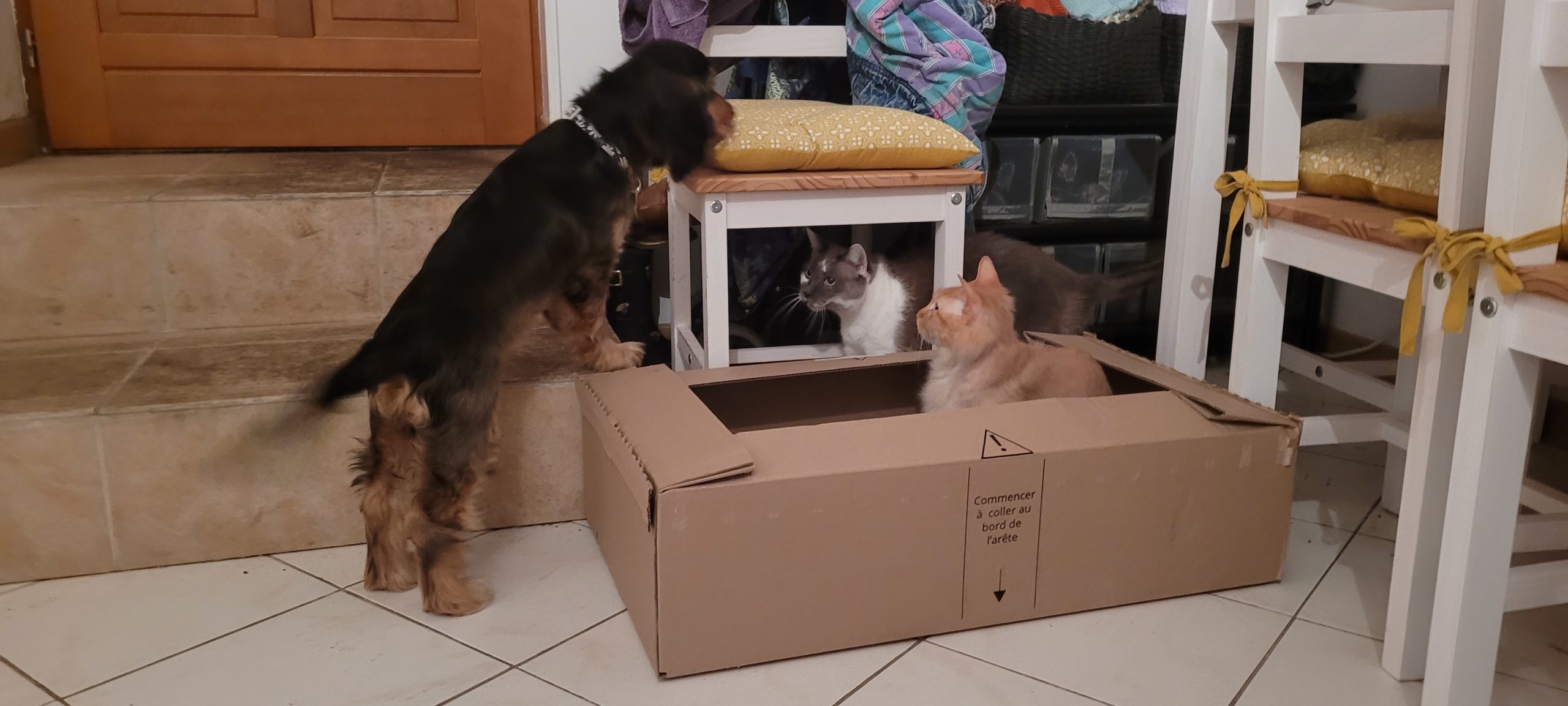 a puppy trying to interact with two cats who are under a chair or in a box