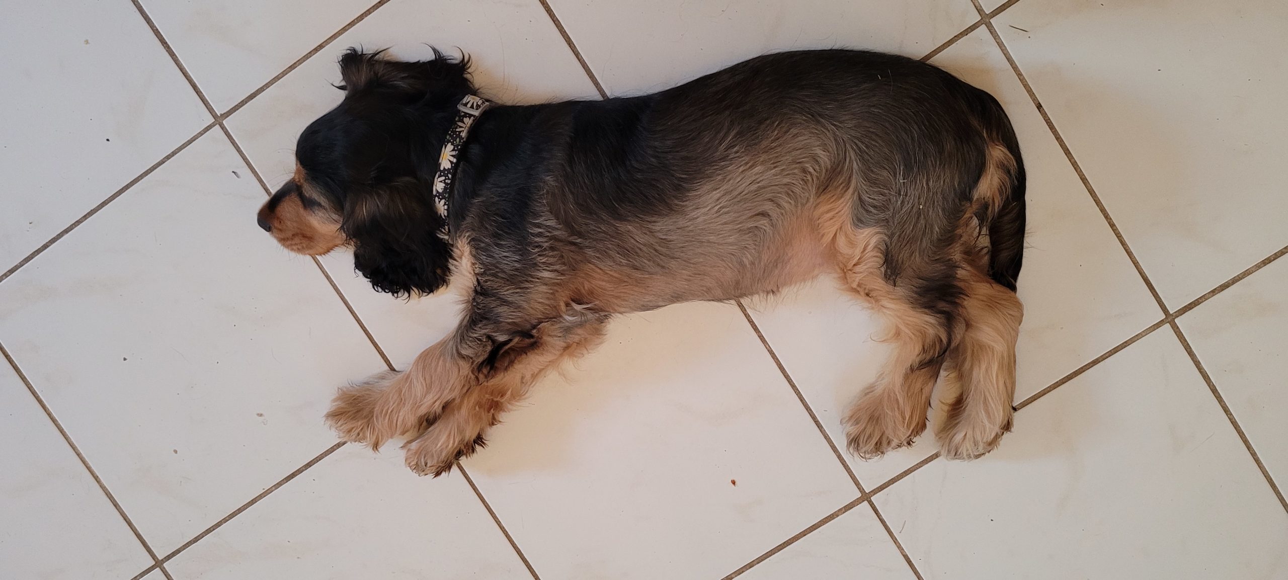 a 4 month old puppy laying on a kitchen floor