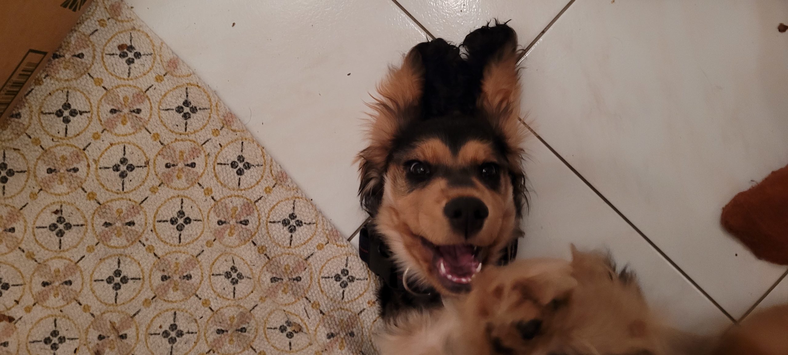 a puppy on her back on the floor with her ears above her head and mouth open