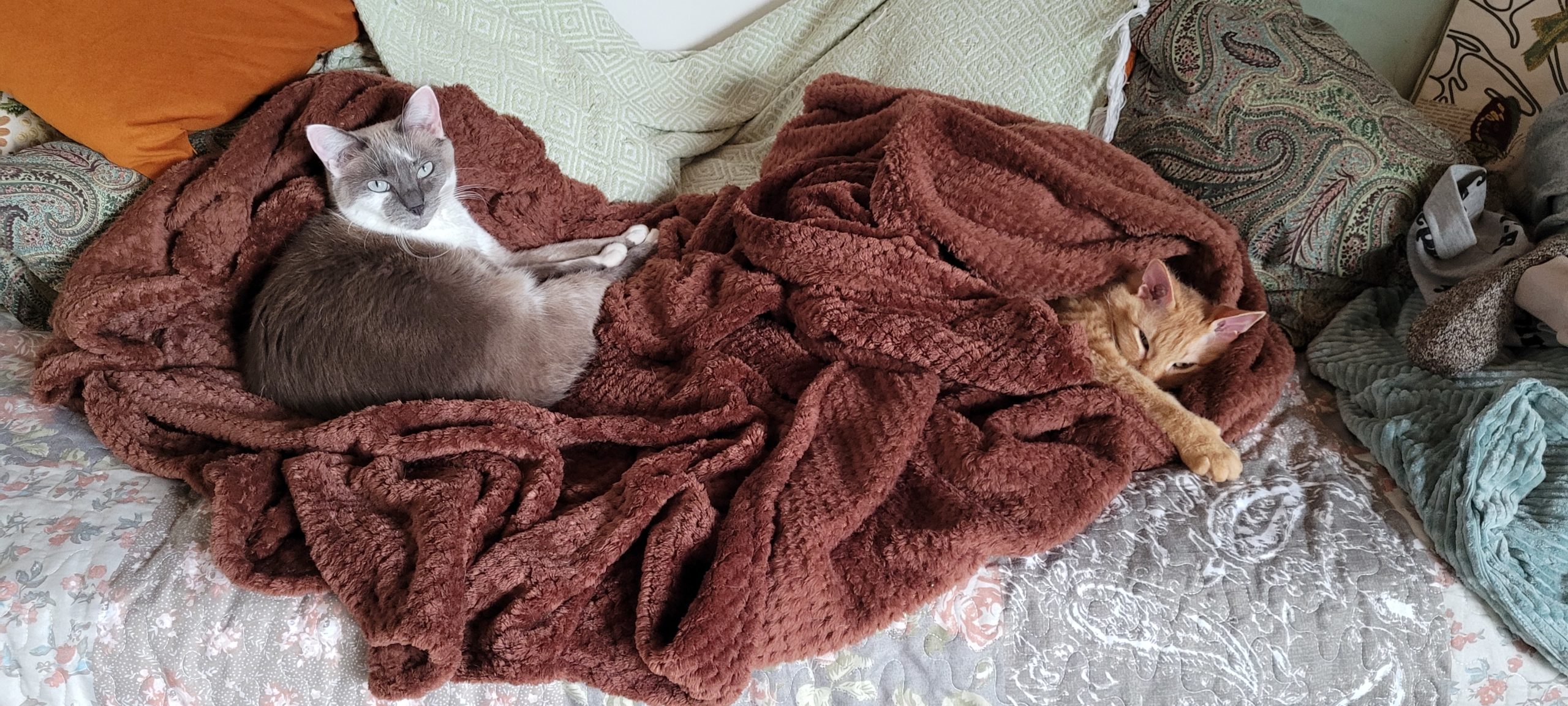 two cats laying in a big blanket