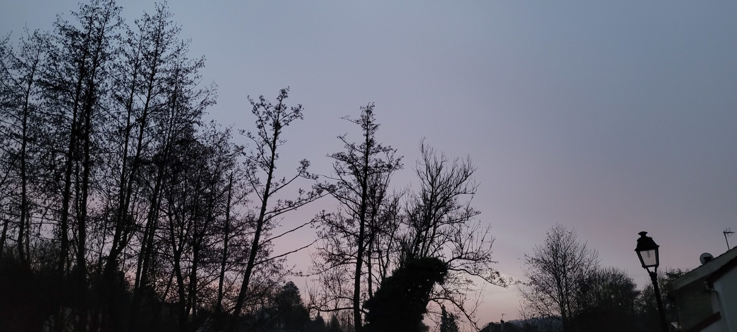 dawn sky with trees