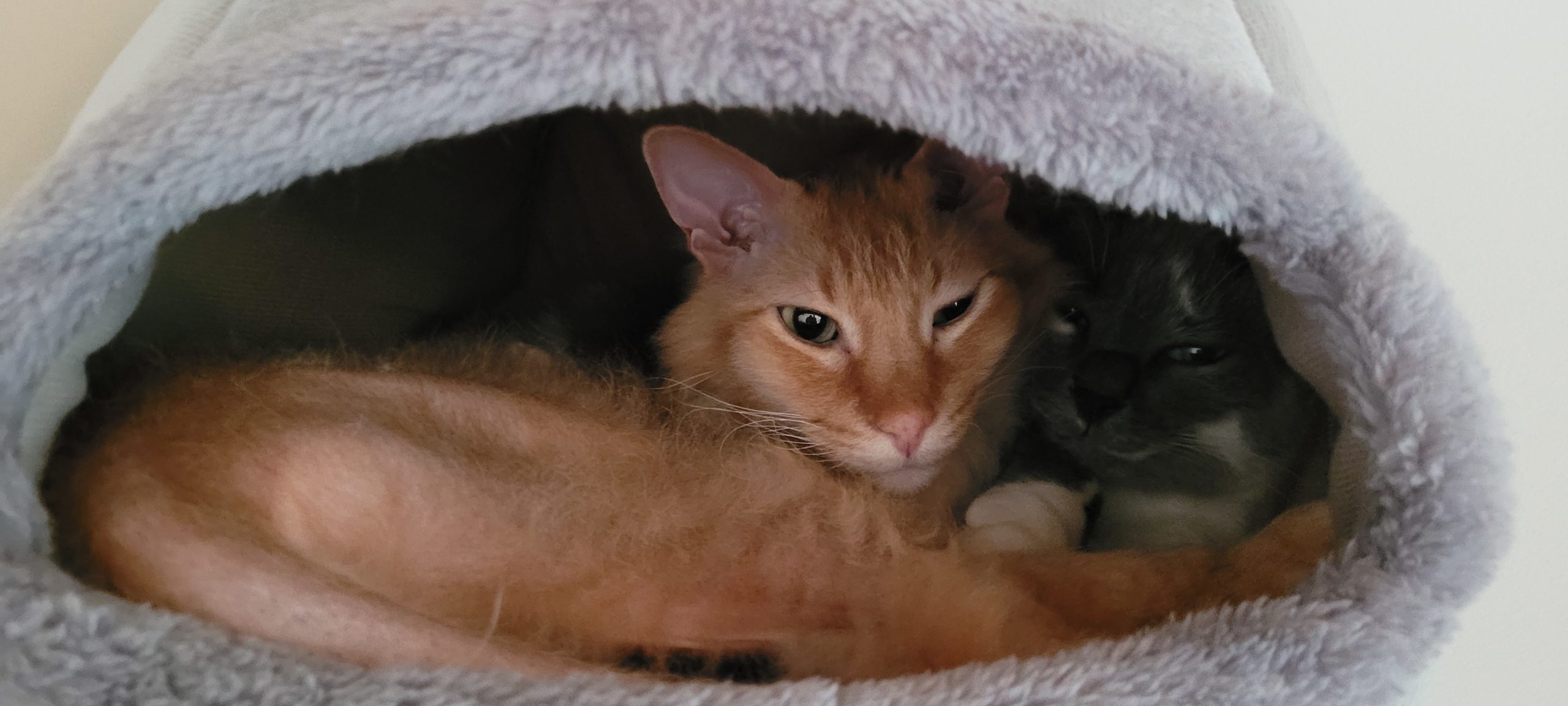 two cats in a cat bed