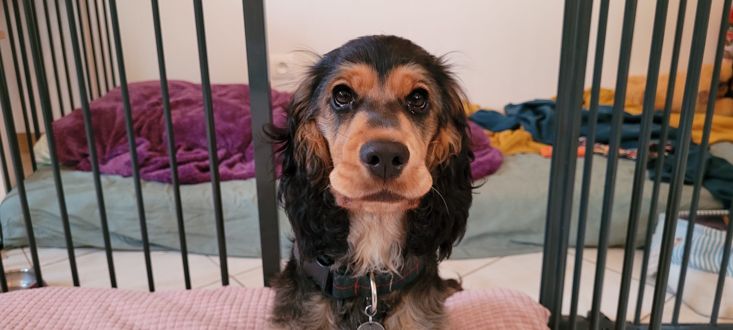 a cocker spaniel puppy making a face