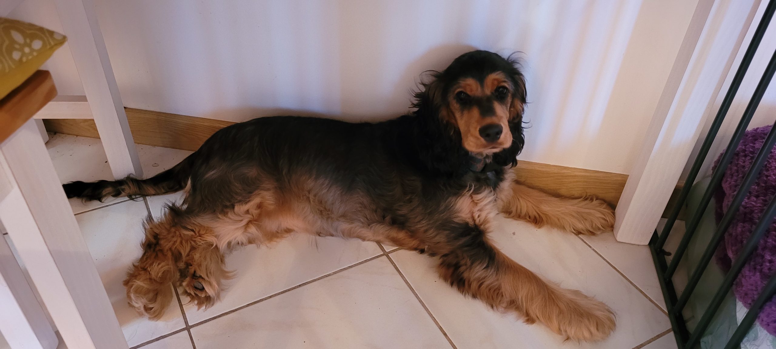 a cocker spaniel puppy laying under a table