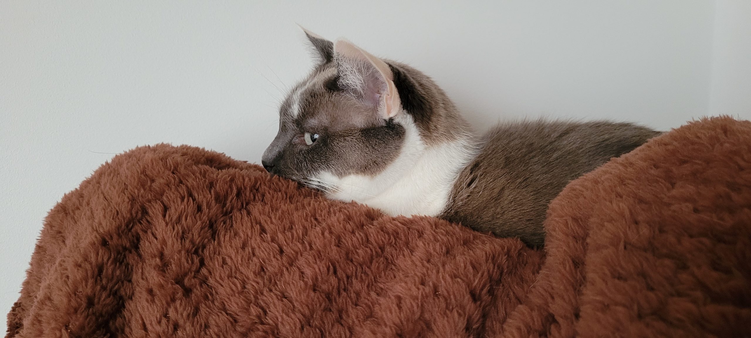 a grey and white cat on a brown blanket