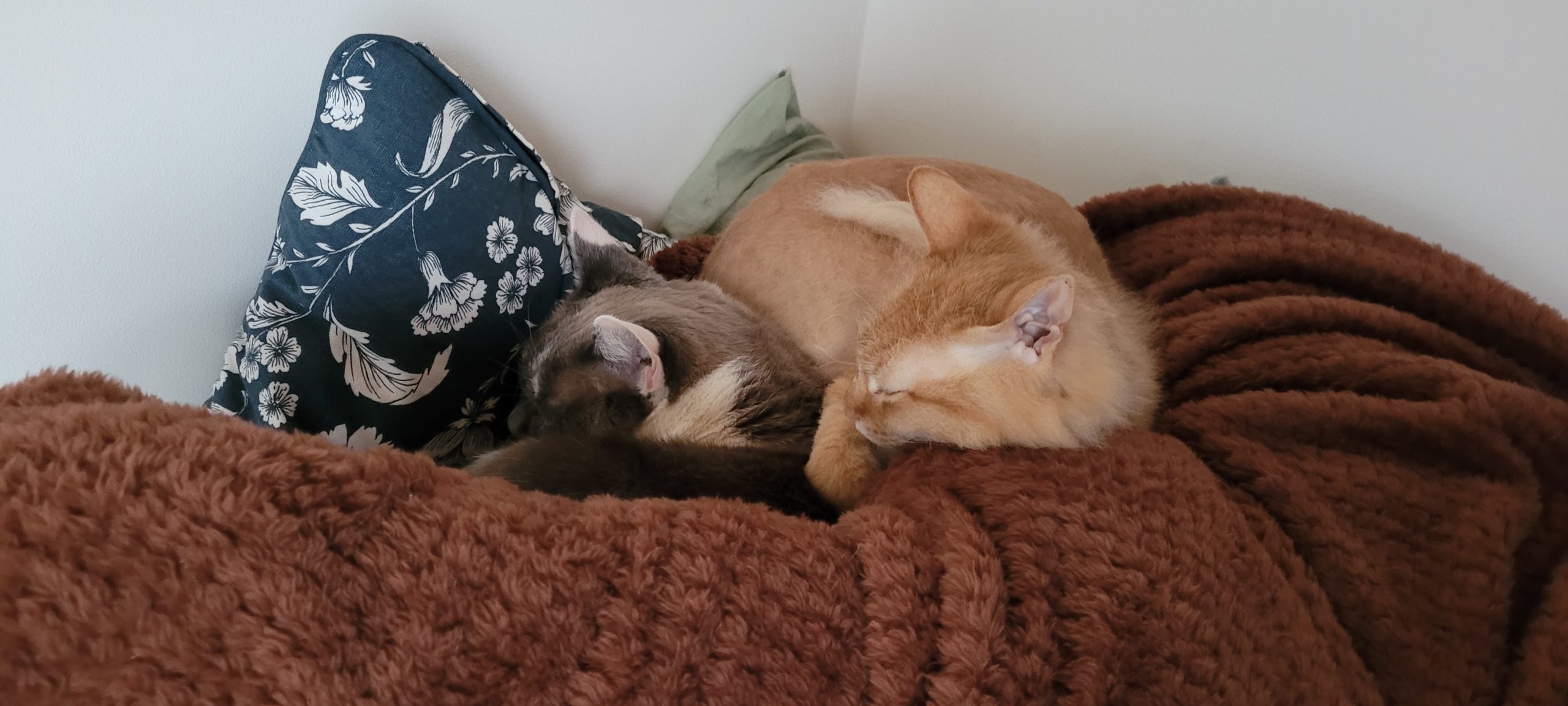 two cats sleeping on a brown blanket