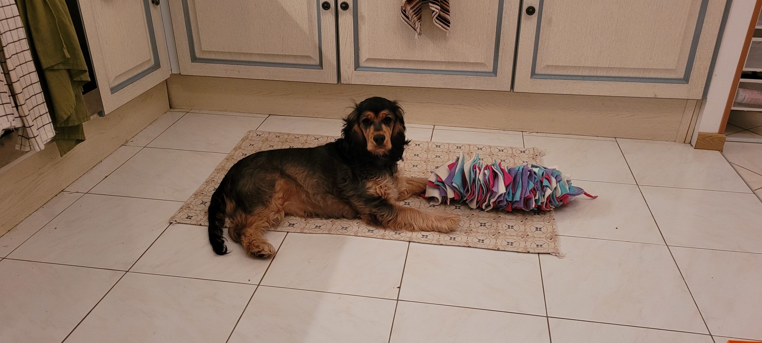 a cocker spaniel puppy with a snuffle toy