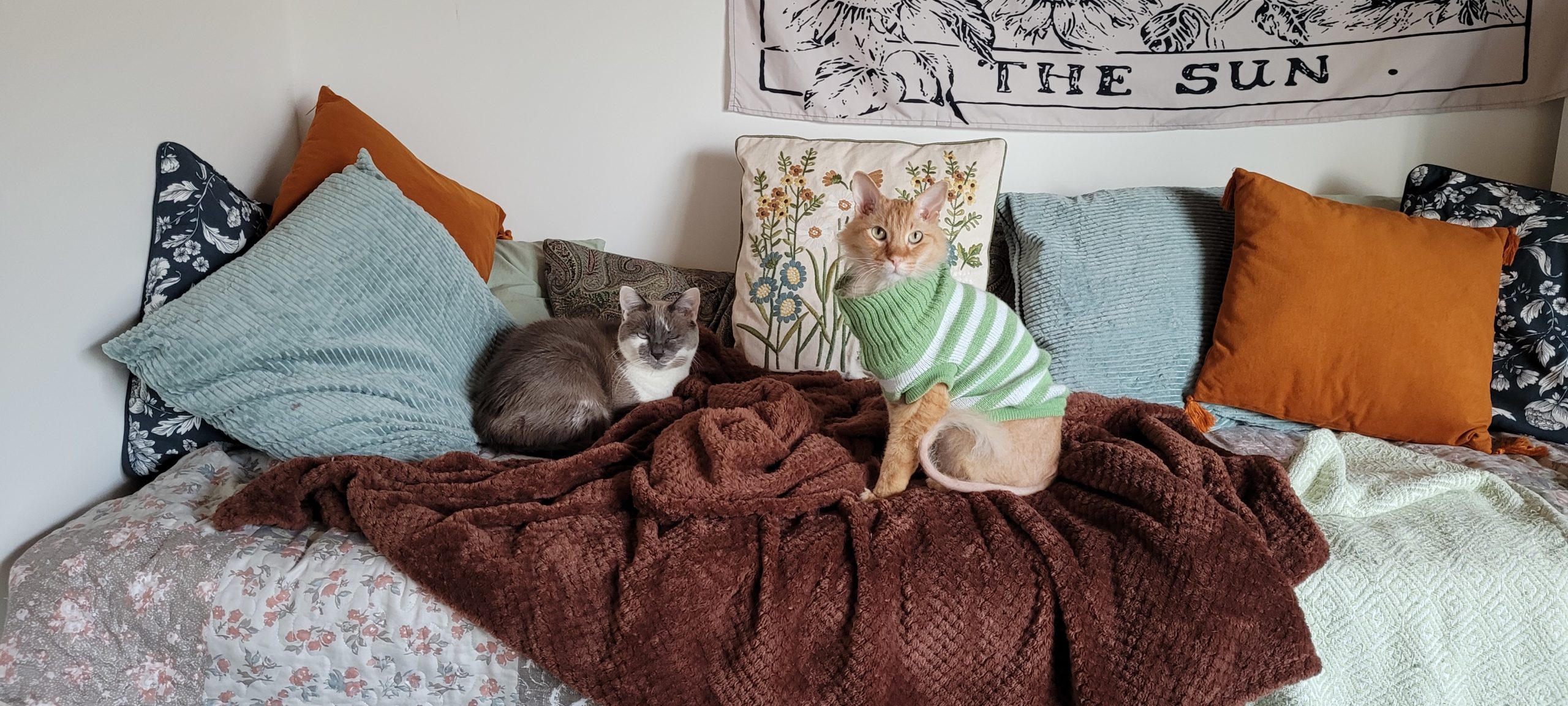 a grey and white cat and an orange cat in a sweater on a sofa