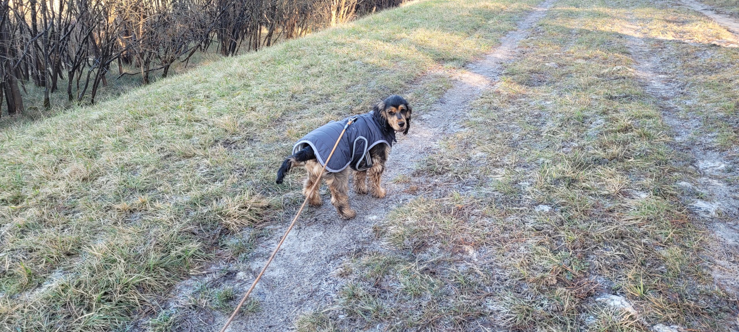 a cocker spaniel puppy in a grey jacket on a grassy path