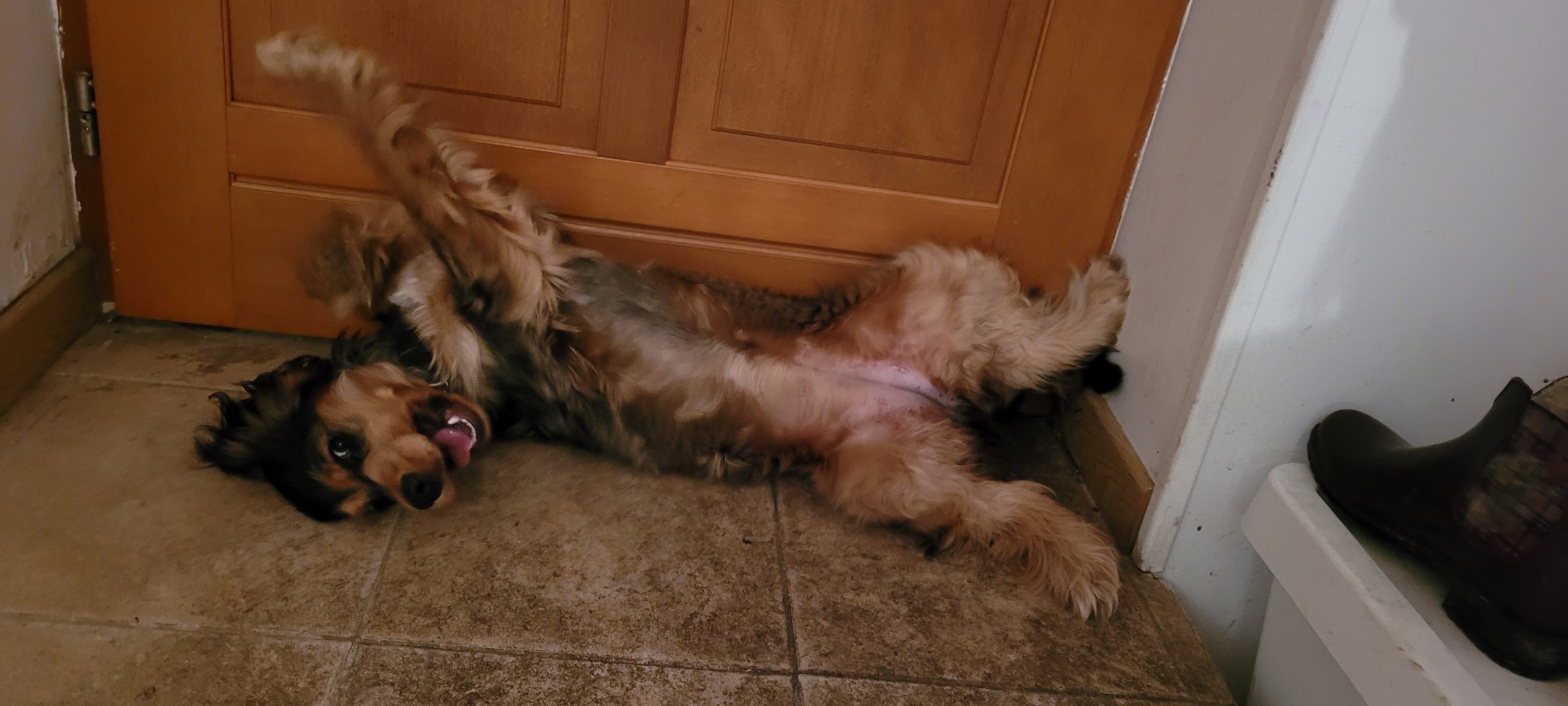 a cocker spaniel on her back looking crazy