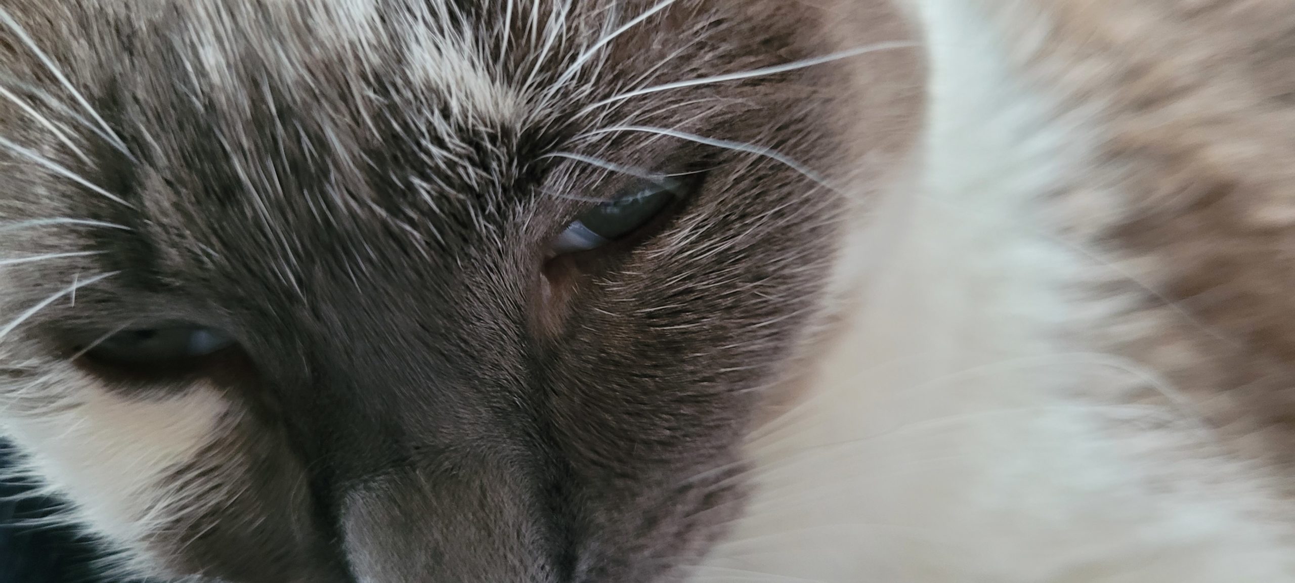 grey and white cat