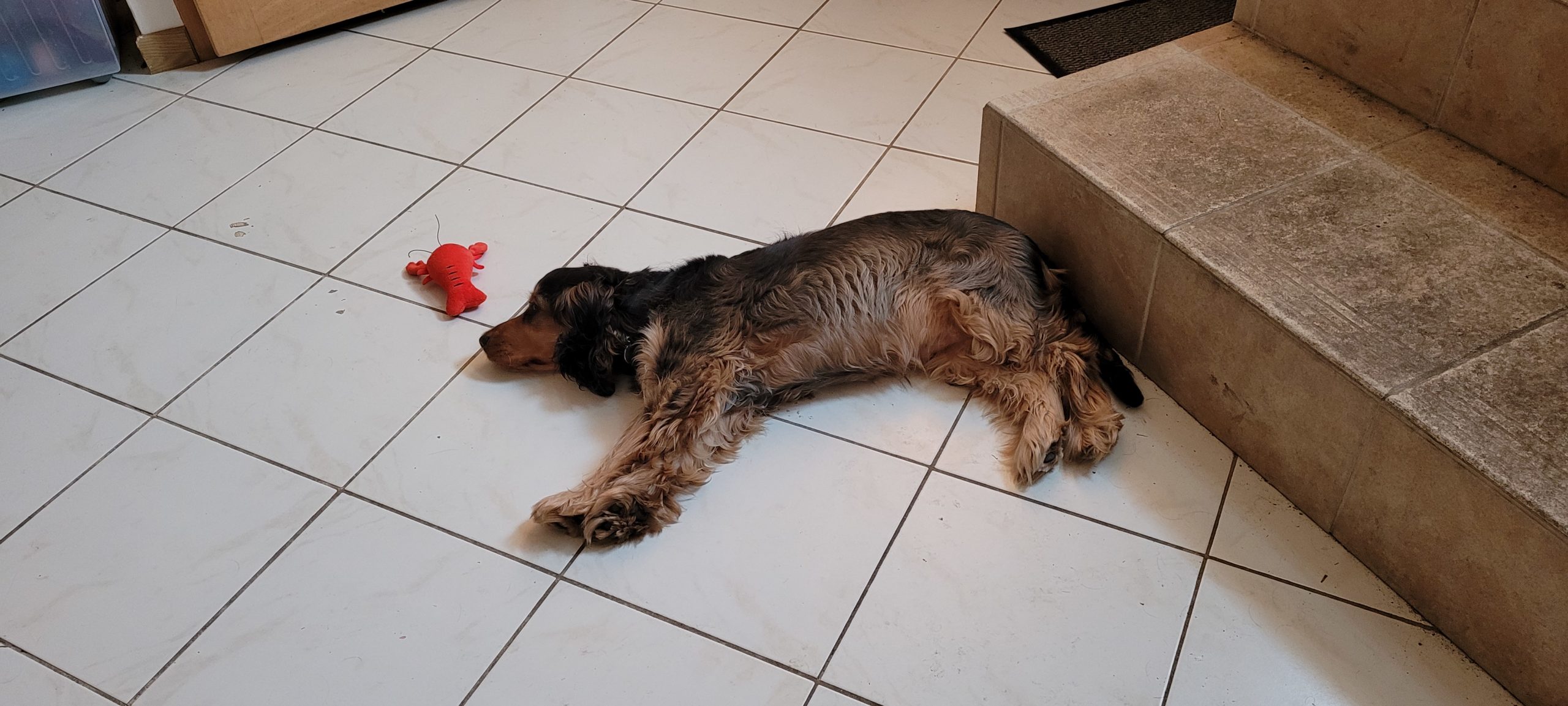 a cocker spaniel laying on the floor