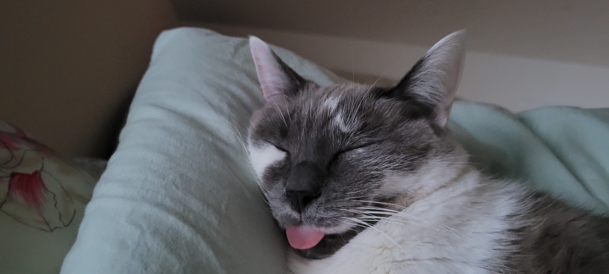 a grey and white cat blepping