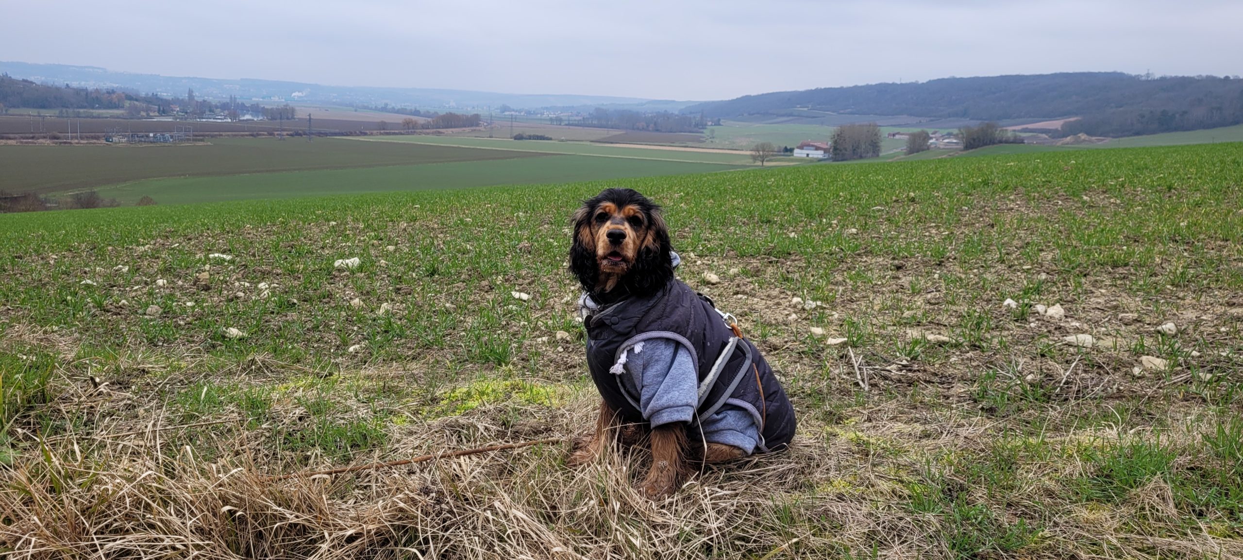 a cocker spaniel puppy in a hoodie and jacket with farm fields behind her