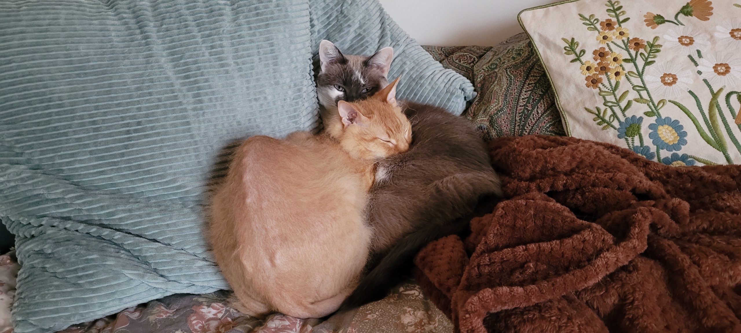 two cats snuggling