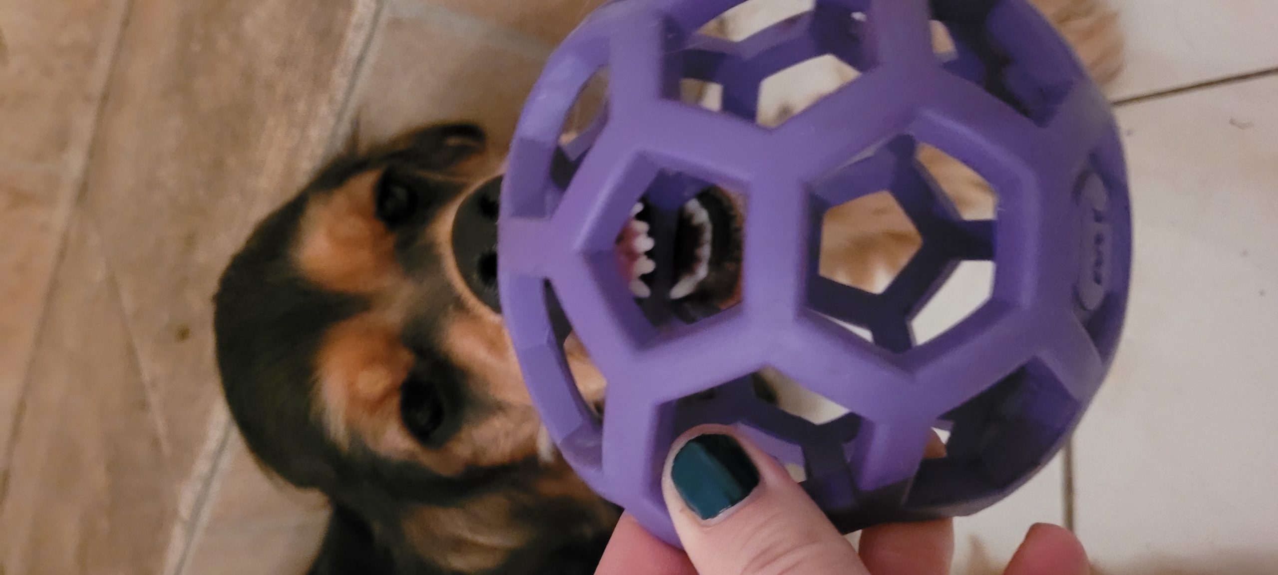 a puppy showing her teeth through a toy