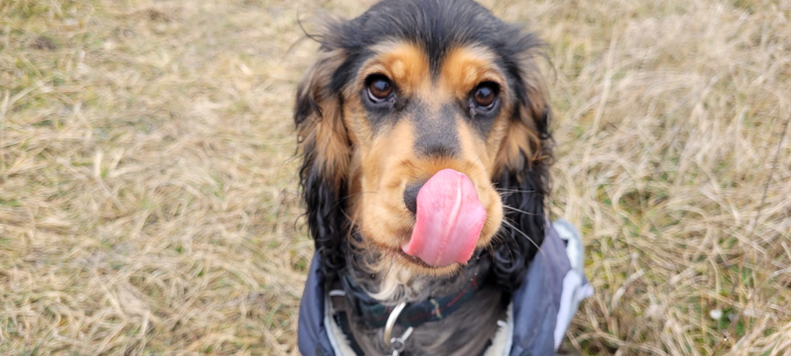 a cocker spaniel puppy licking her own nose