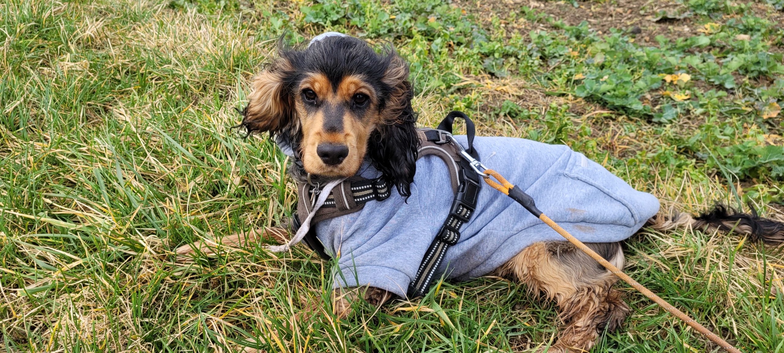 a cocker spaniel puppy in a grey hoodie laying in the grass on a windy day