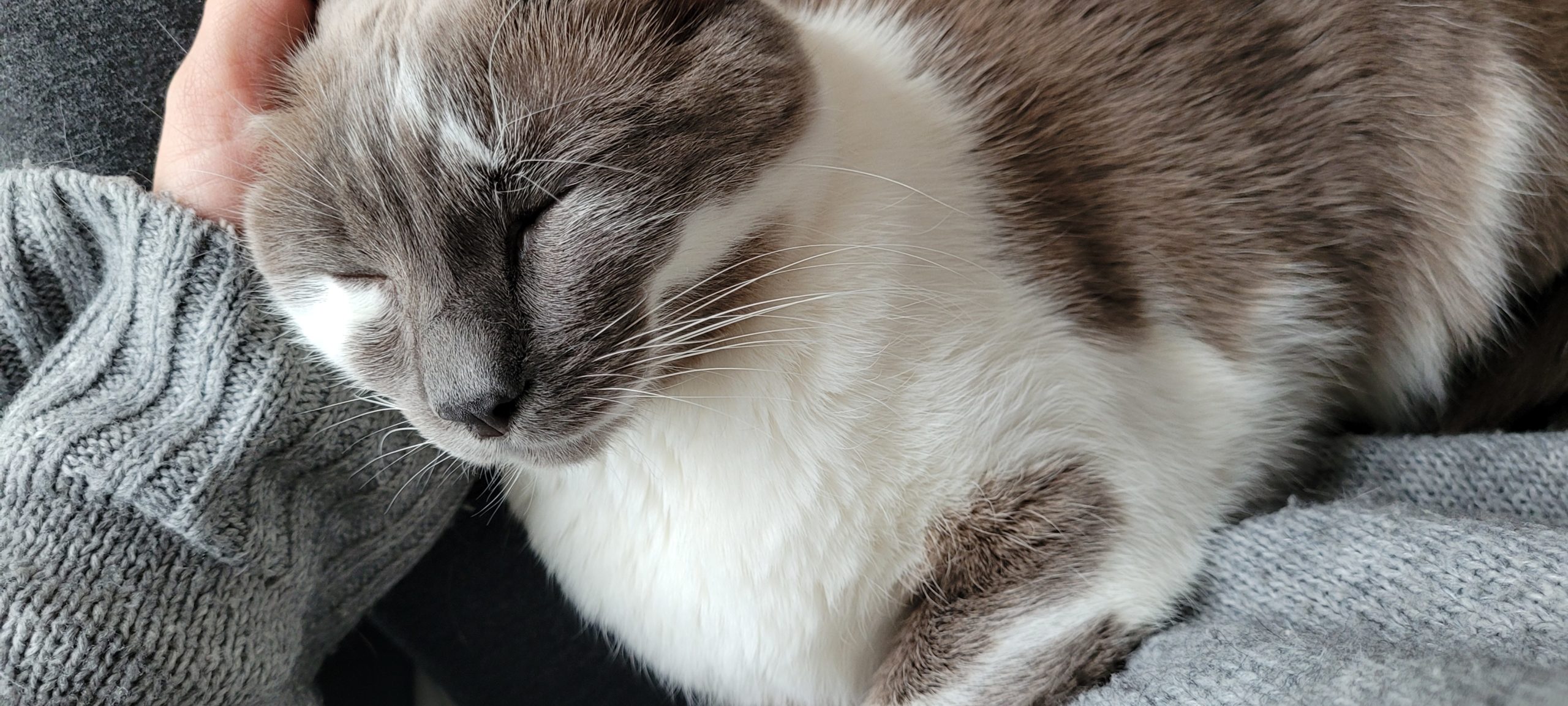 a grey and white cat snuggling on a lap