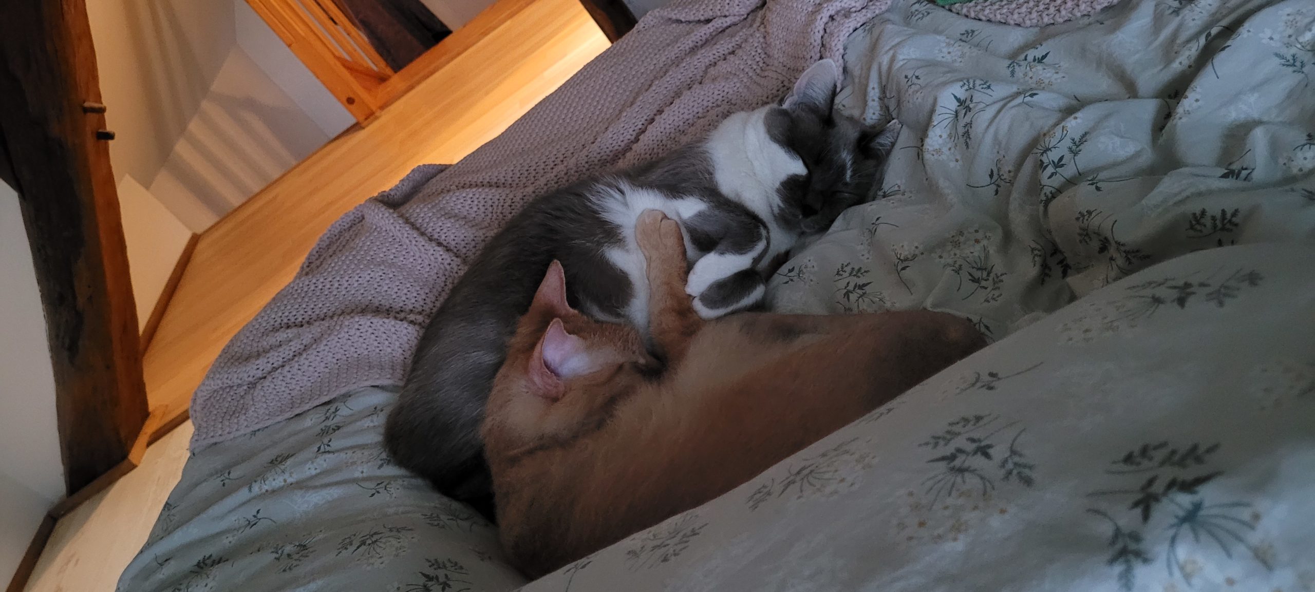 two cats curled up in bed