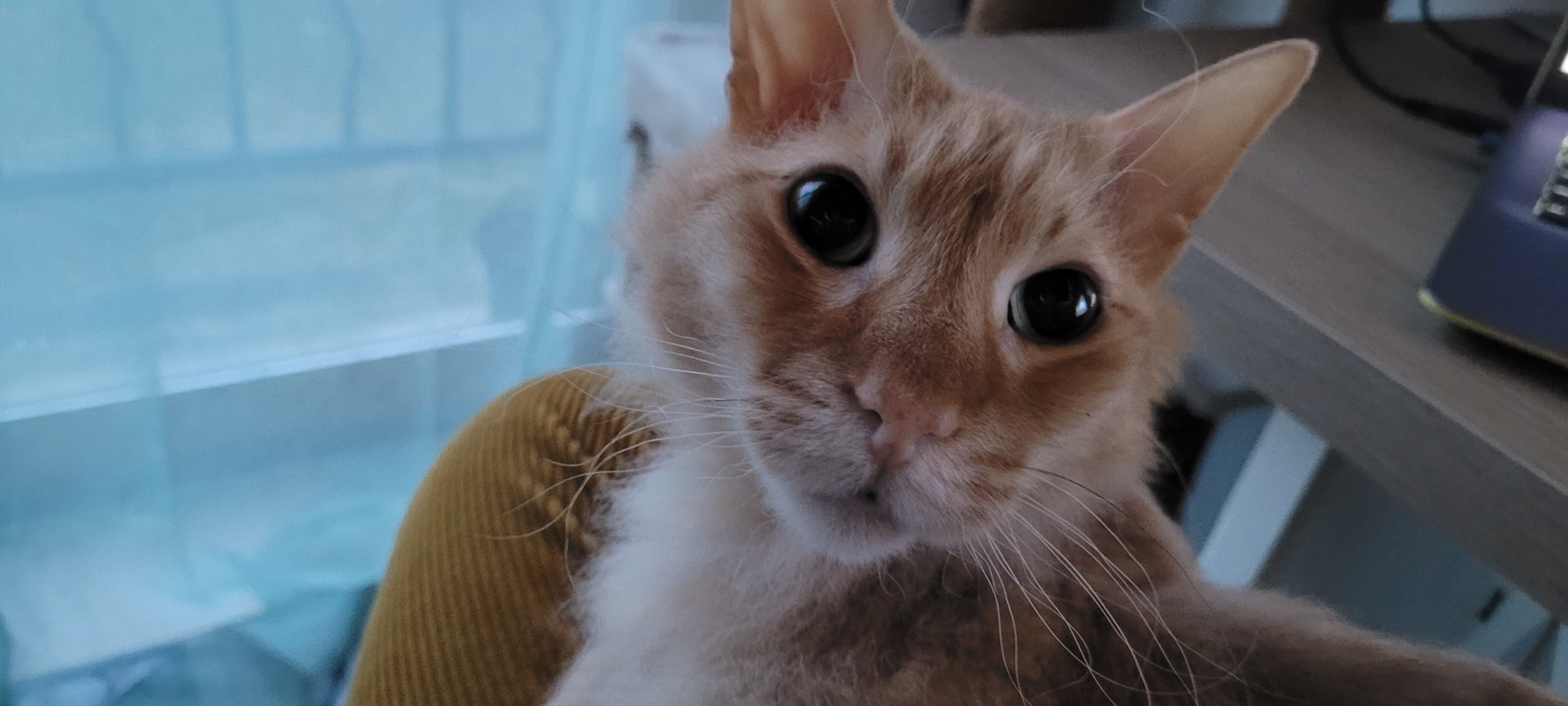 an orange half hairless cat with wide eyes from dim lighting