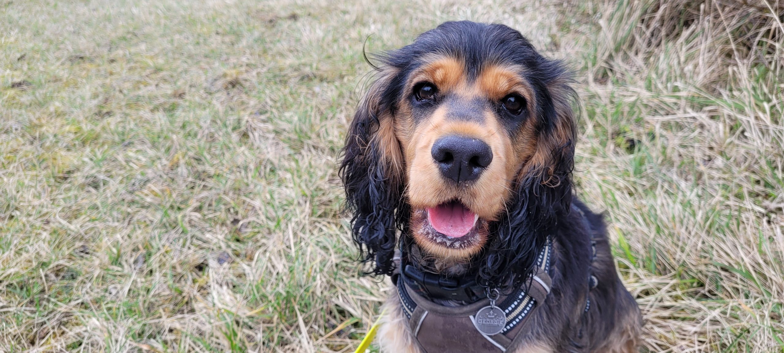 a cocker spaniel puppy sitting in grass looking happy