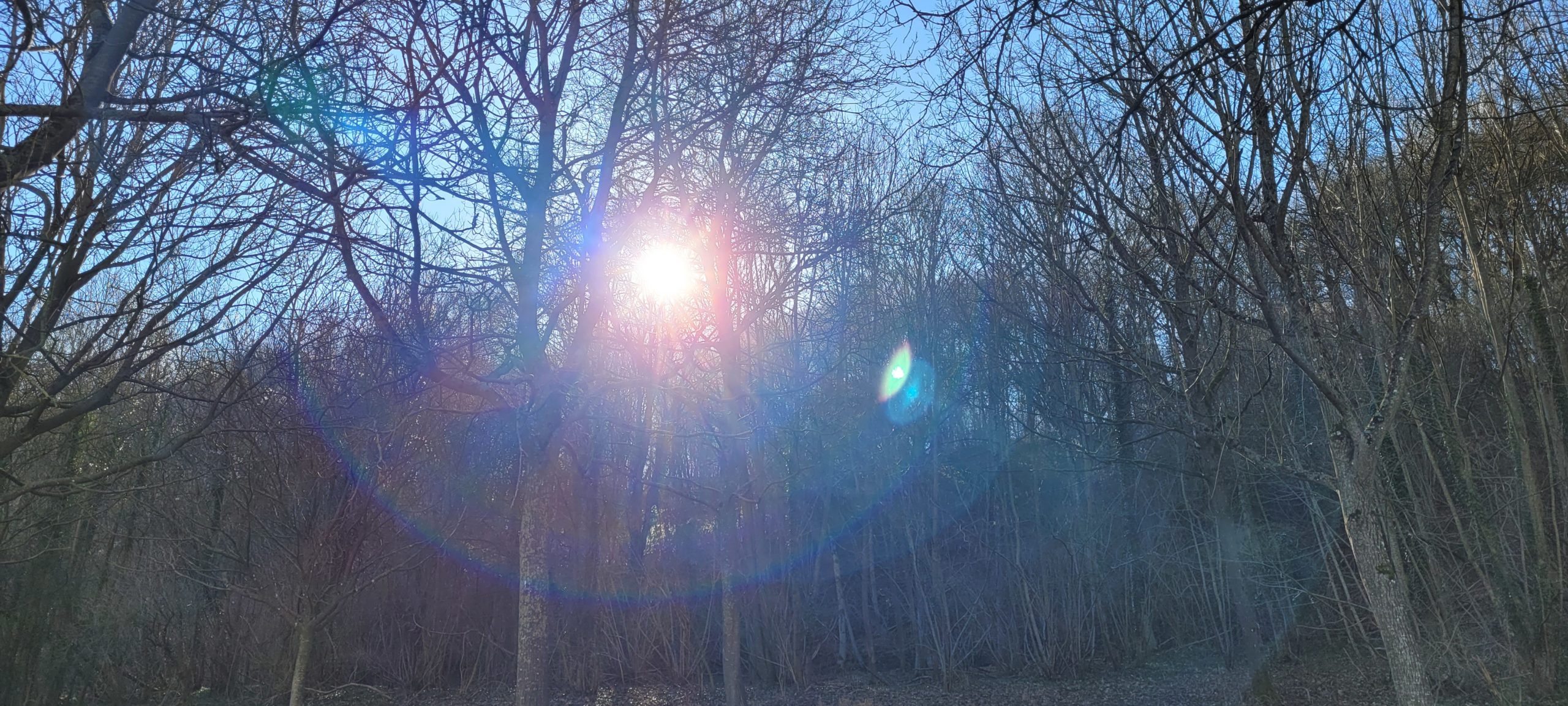 sun filtered through winter trees with lense flare