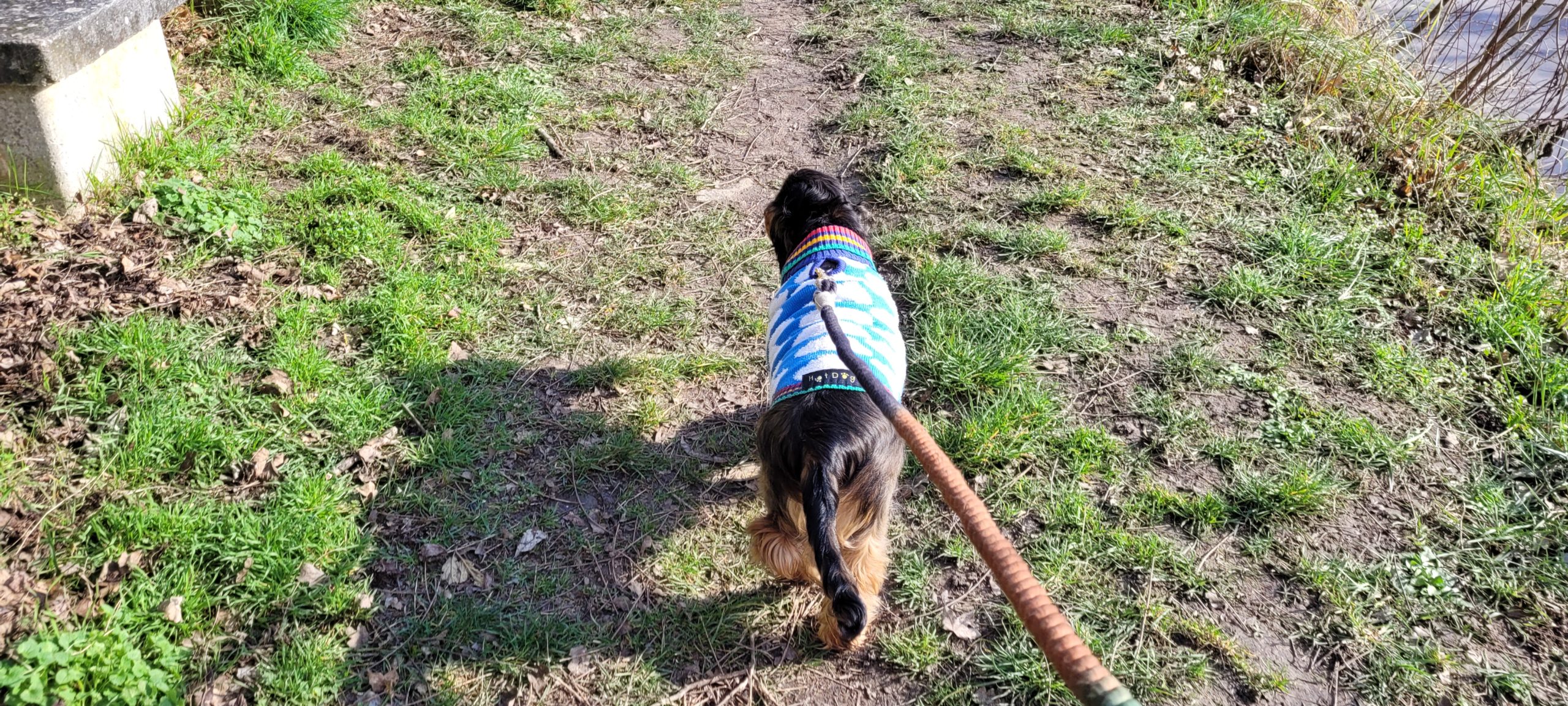 a dog walking in a sweater