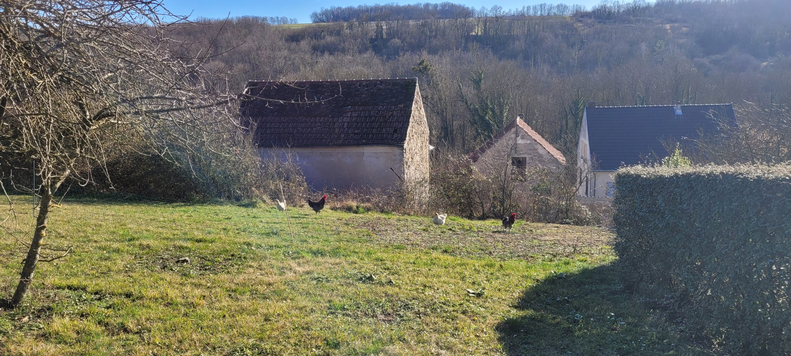 some chickens behind a fence