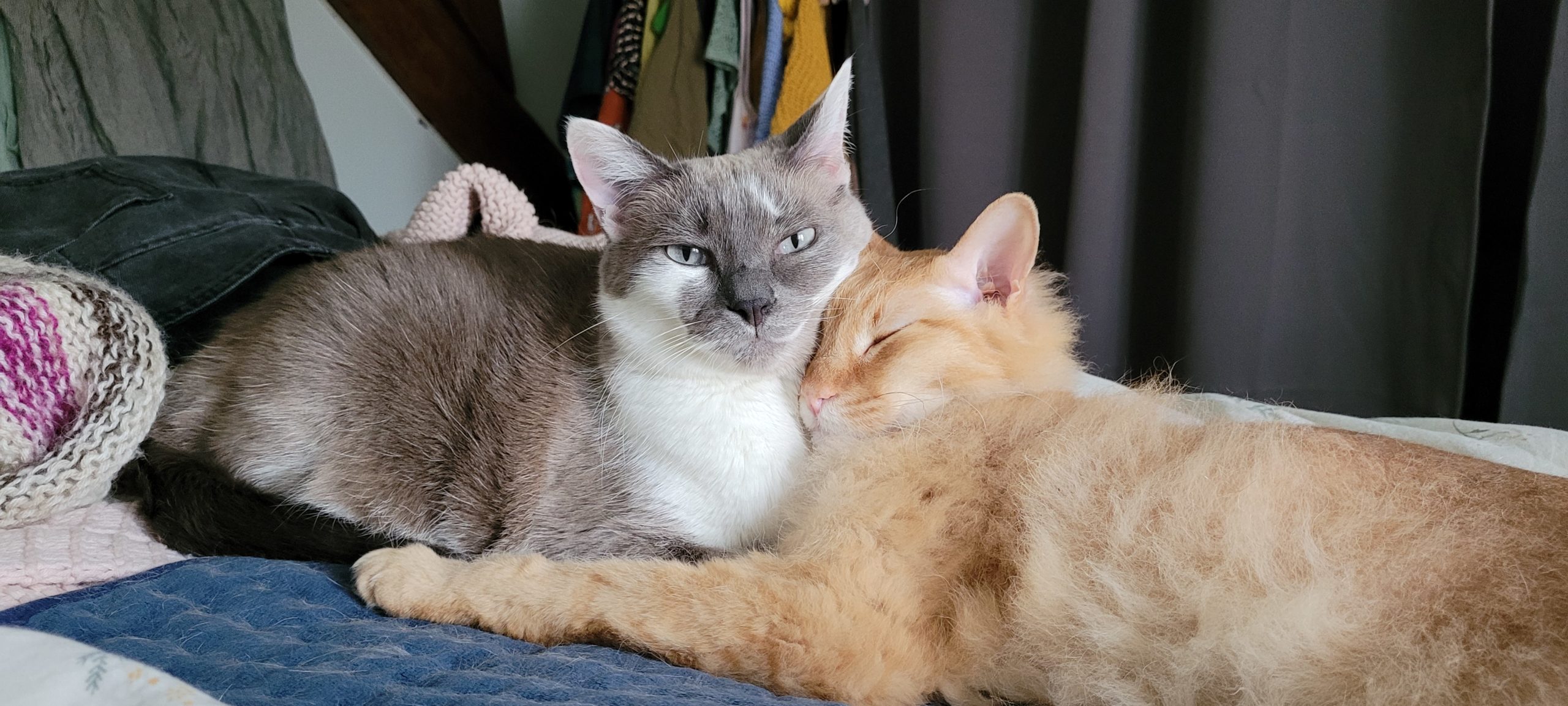 two cats snuggling on a heating pad