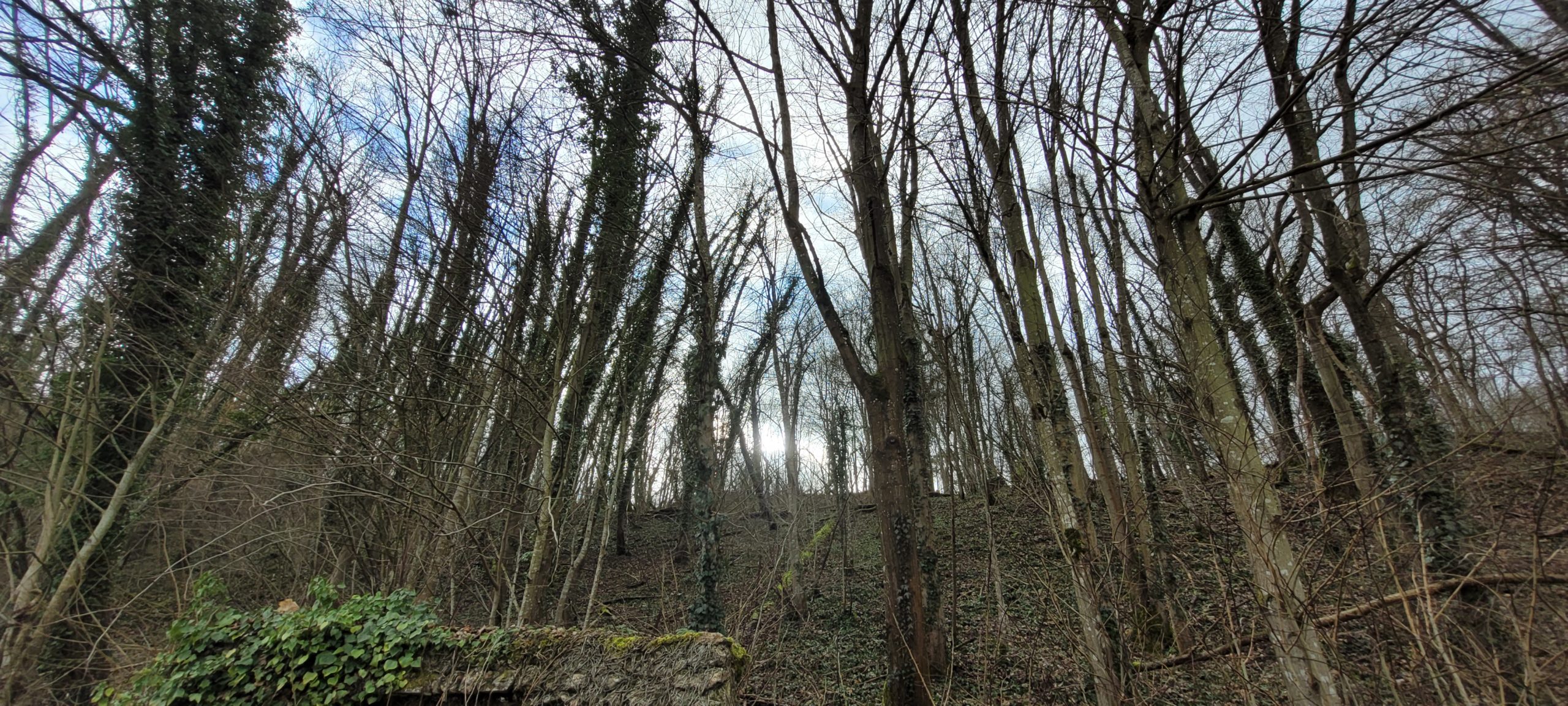 winter trees with a cloudy sky behind