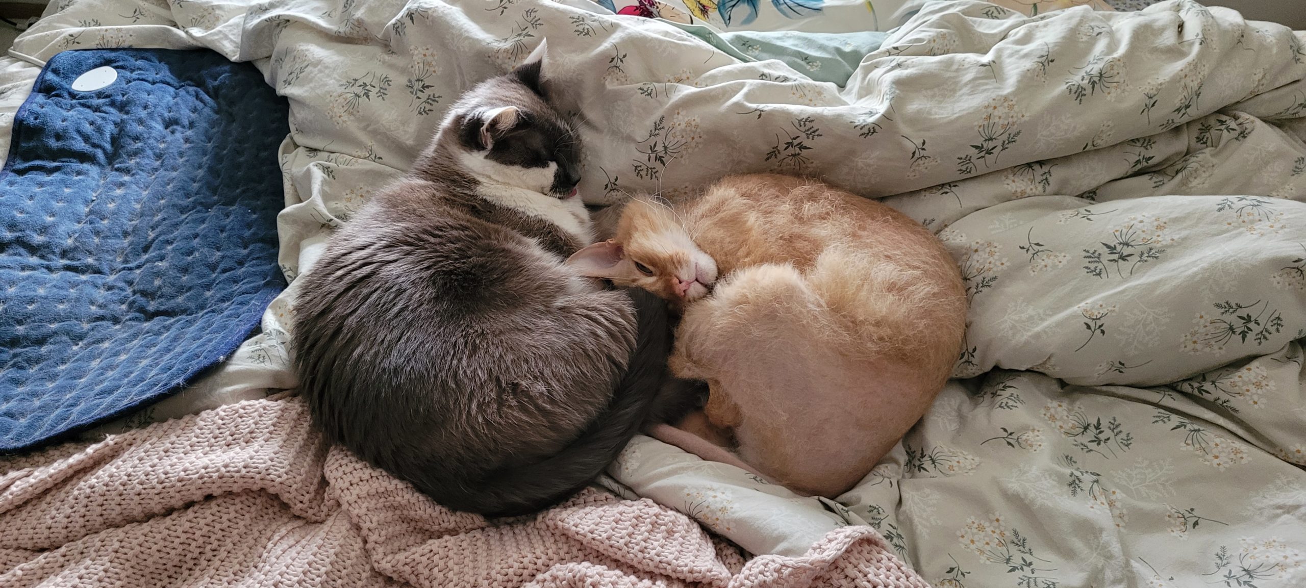 two cats curled up on a bed, one is mostly hairless