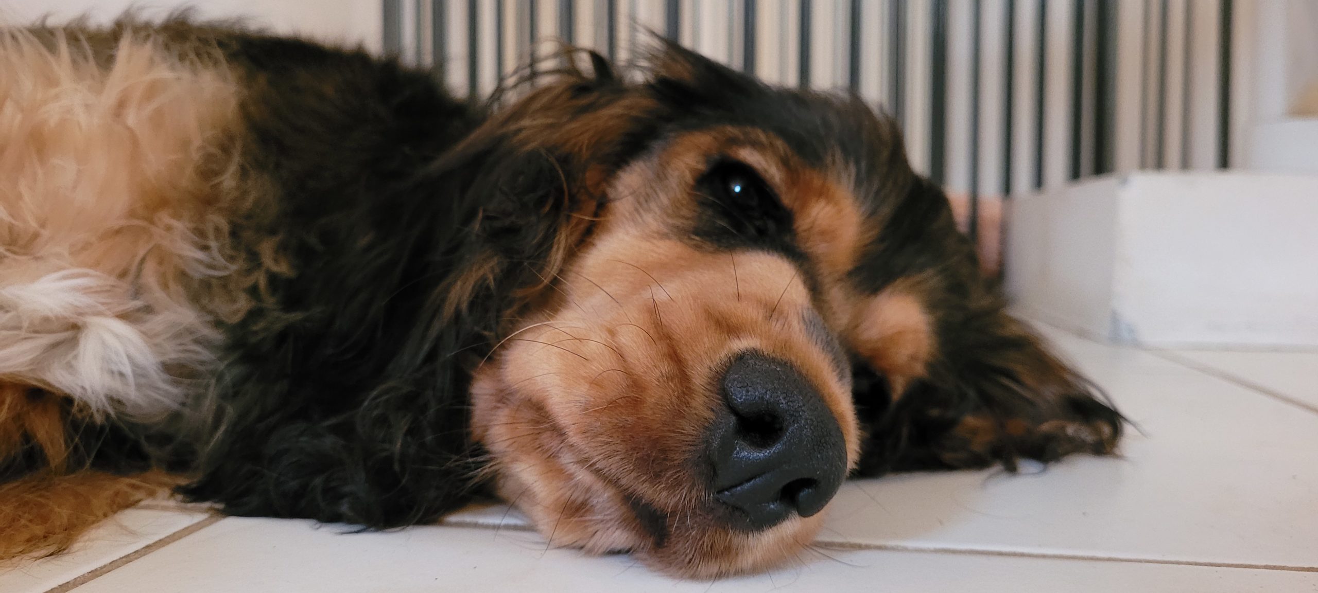 a sleepy cocker spaniel