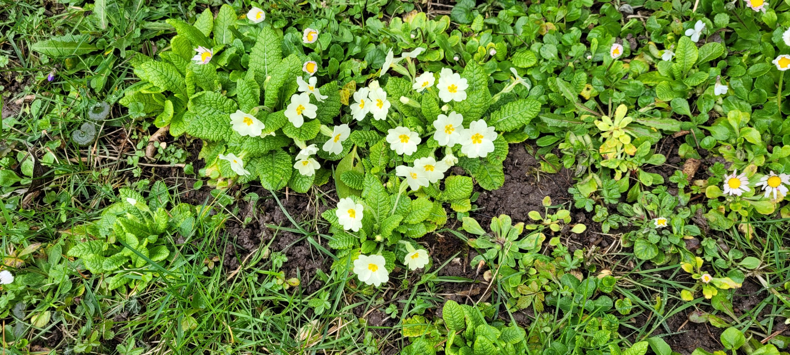 small yellow flowers