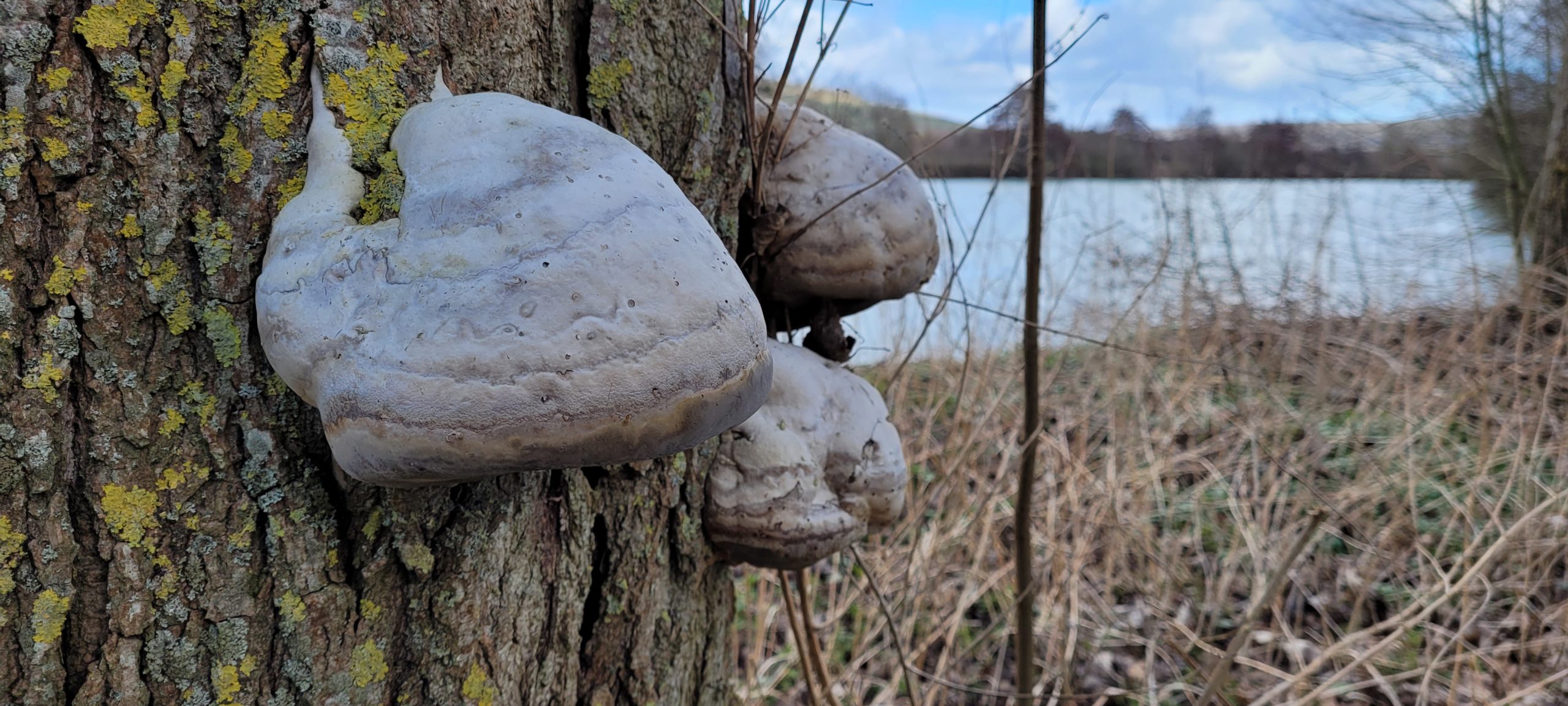 shelf mushrooms growing on a tree, a river in the background