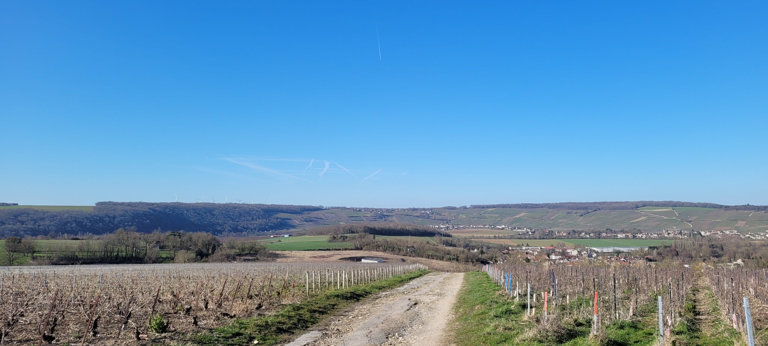 vineyards on a clear day