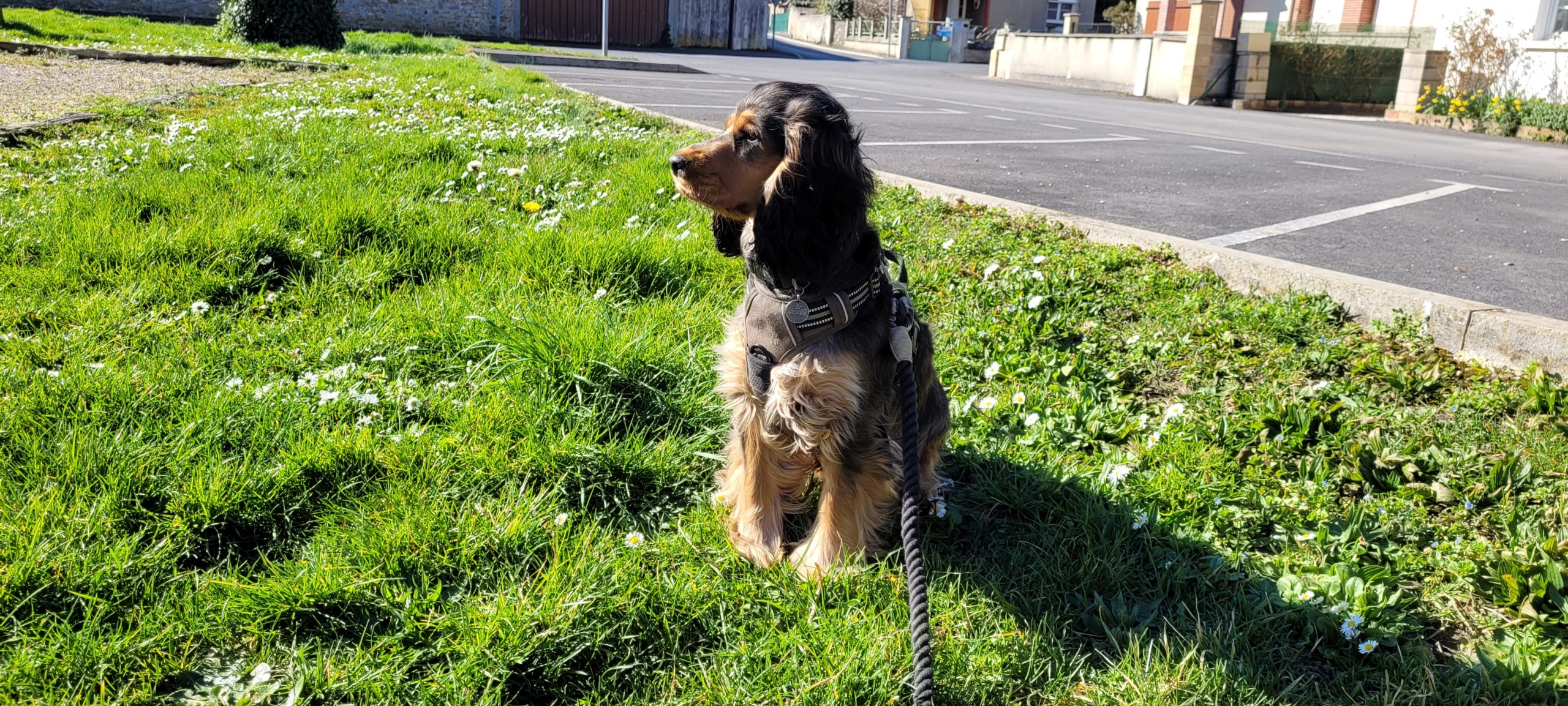 a cocker spaniel sitting on some grass