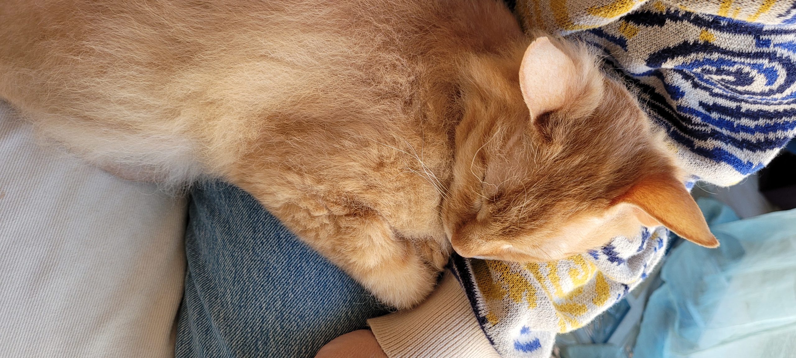 an orange cat sleeping in a lap