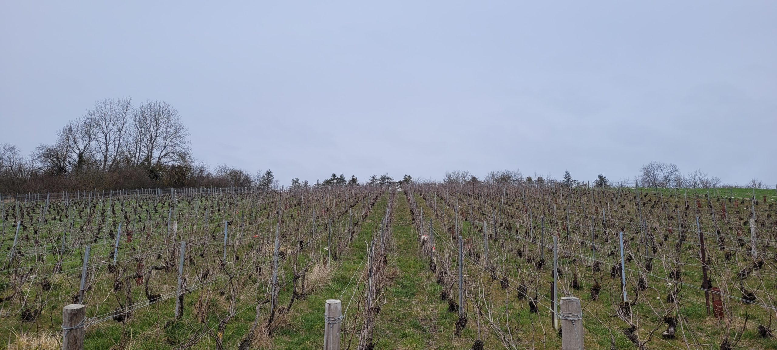 a vinyard on a hill on a cloudy day