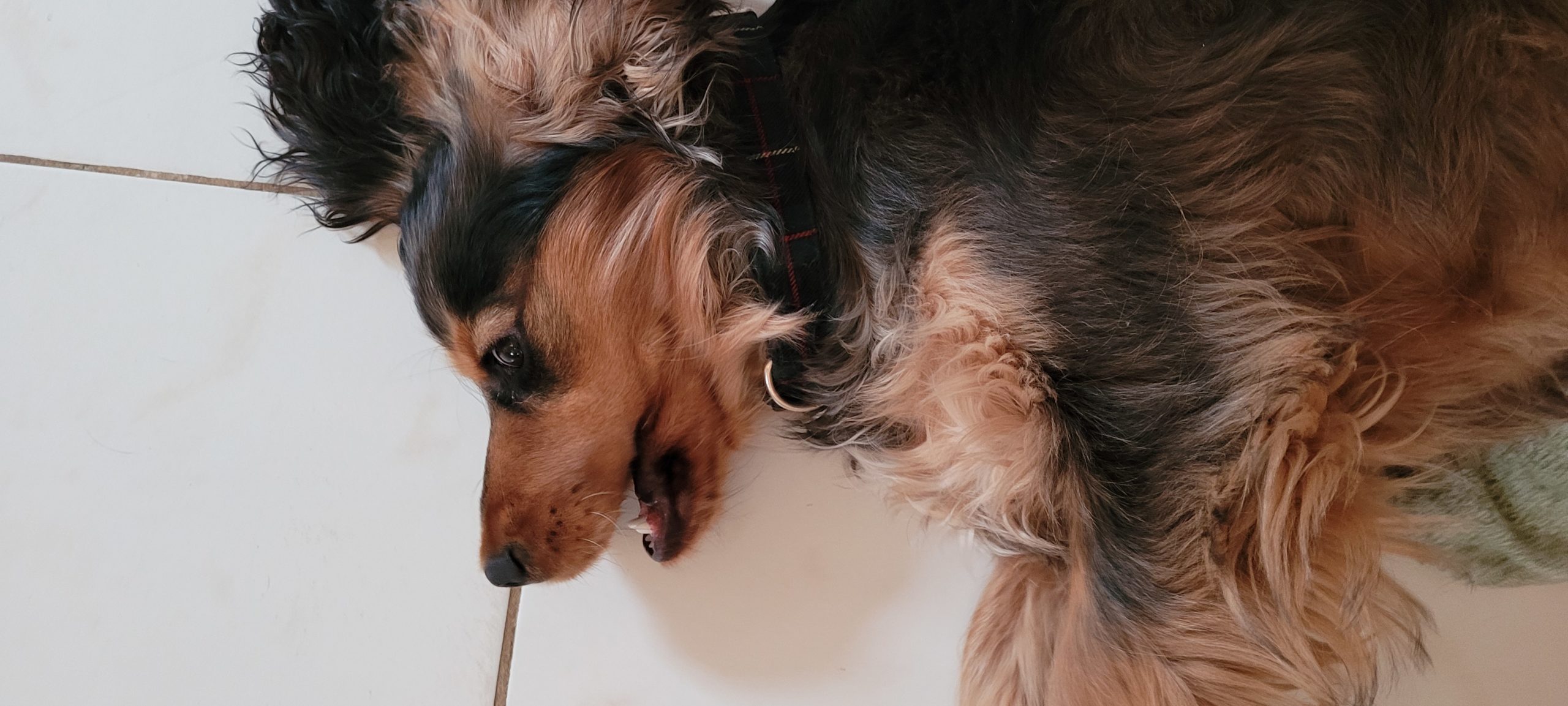 a cocker spaniel laying on the floor