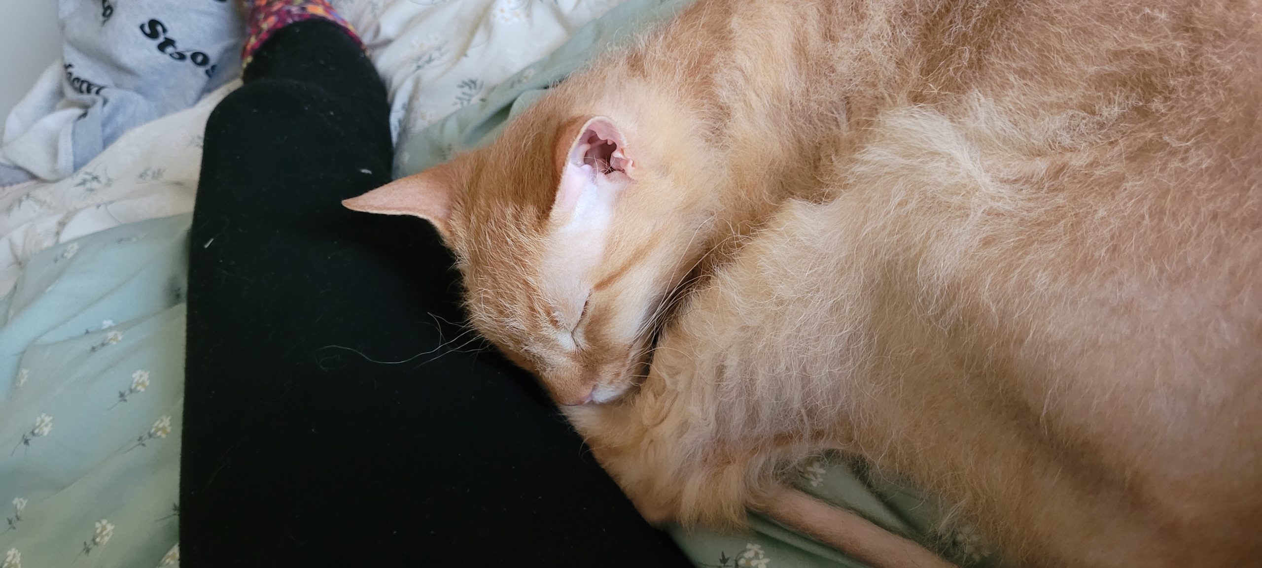 a half hairless orange cat sleeping next to someone's leg