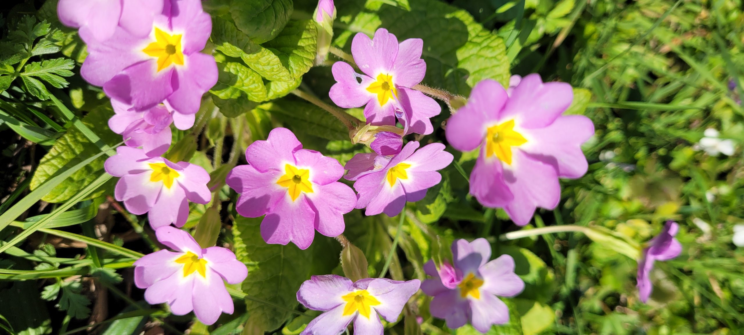 light purple flowers