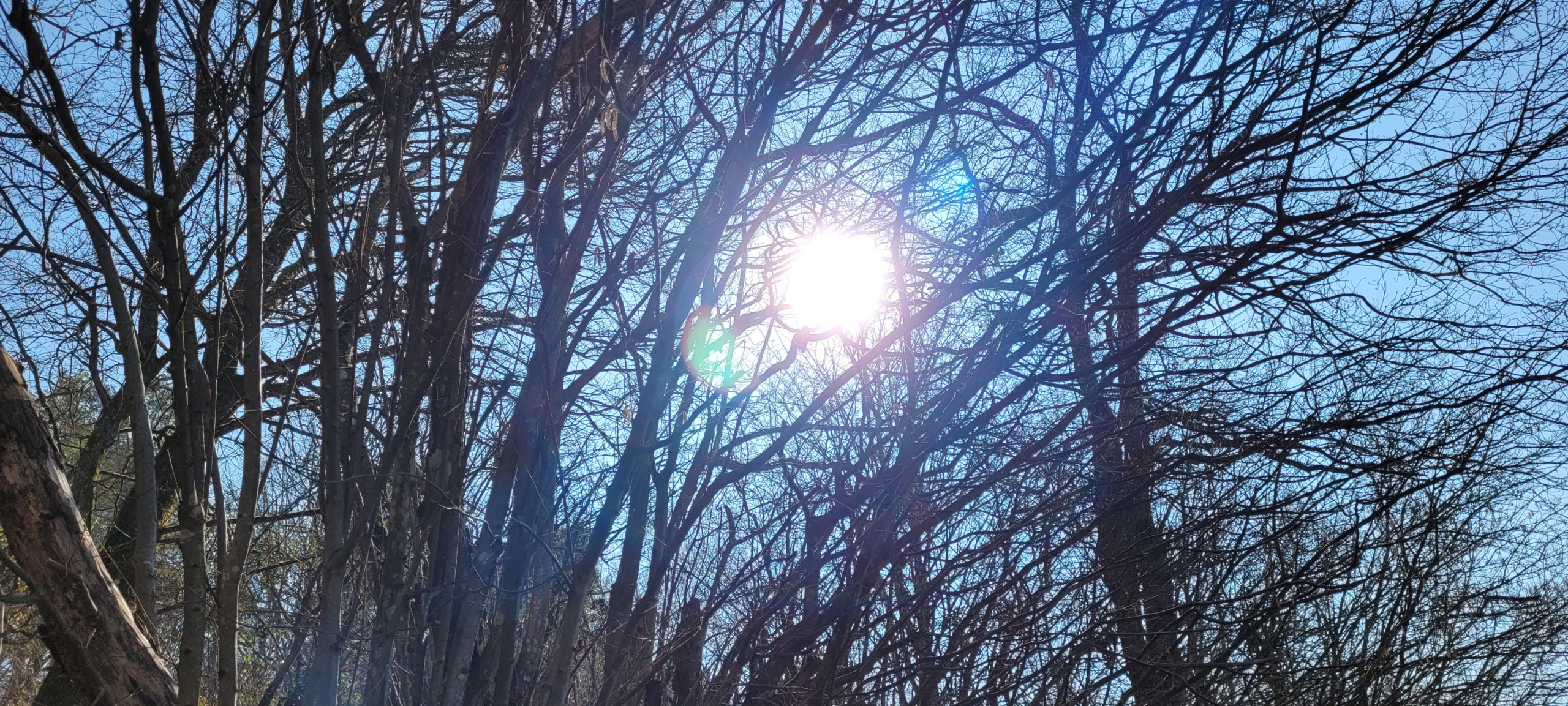 sun behind trees