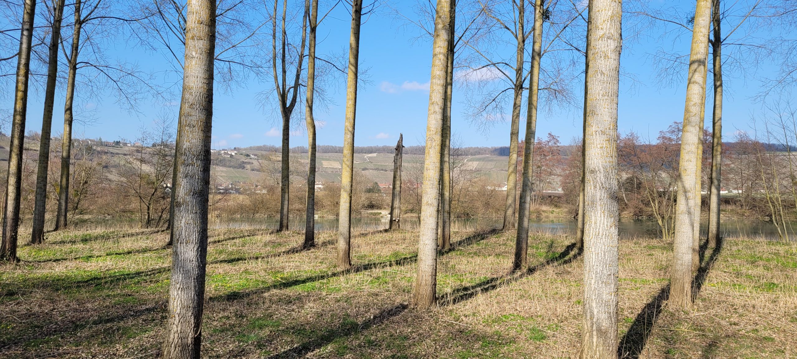 tall trees next to a river