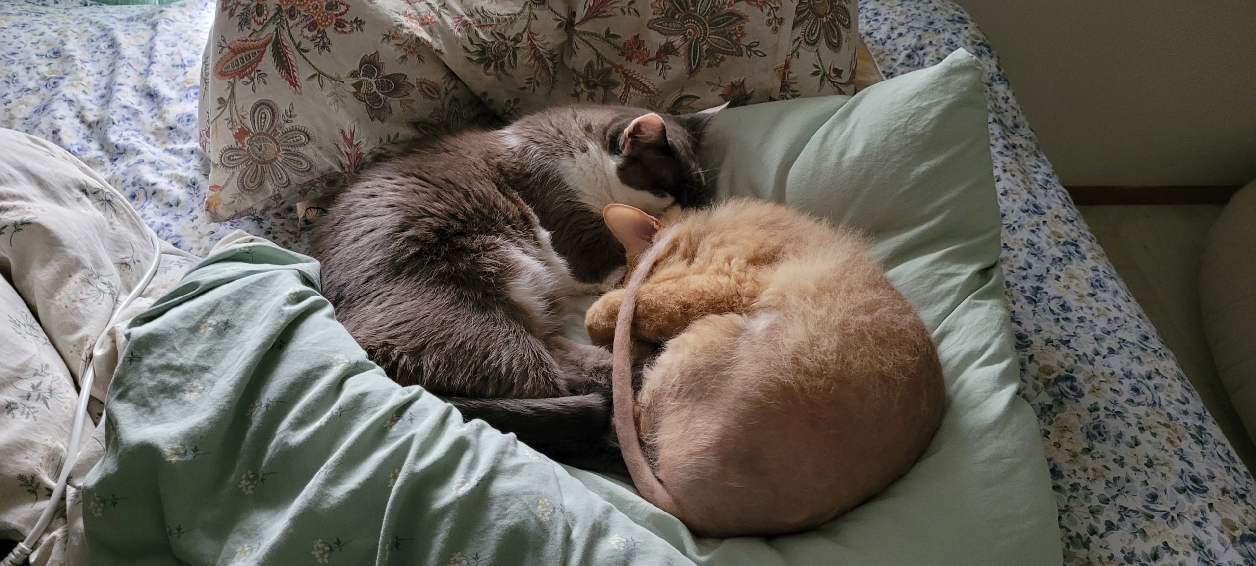 two cats sleeping on pillows