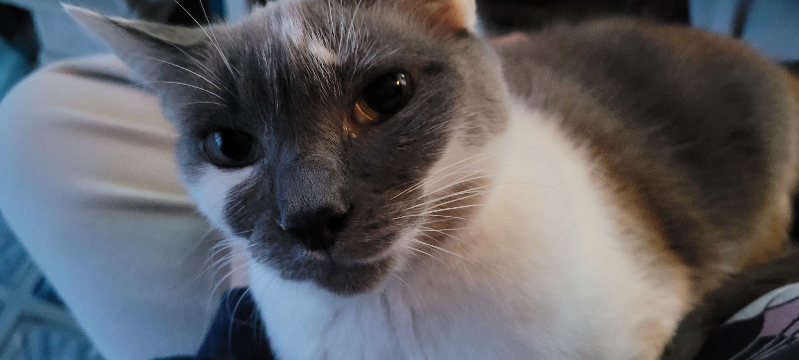 a grey and white cat in a lap