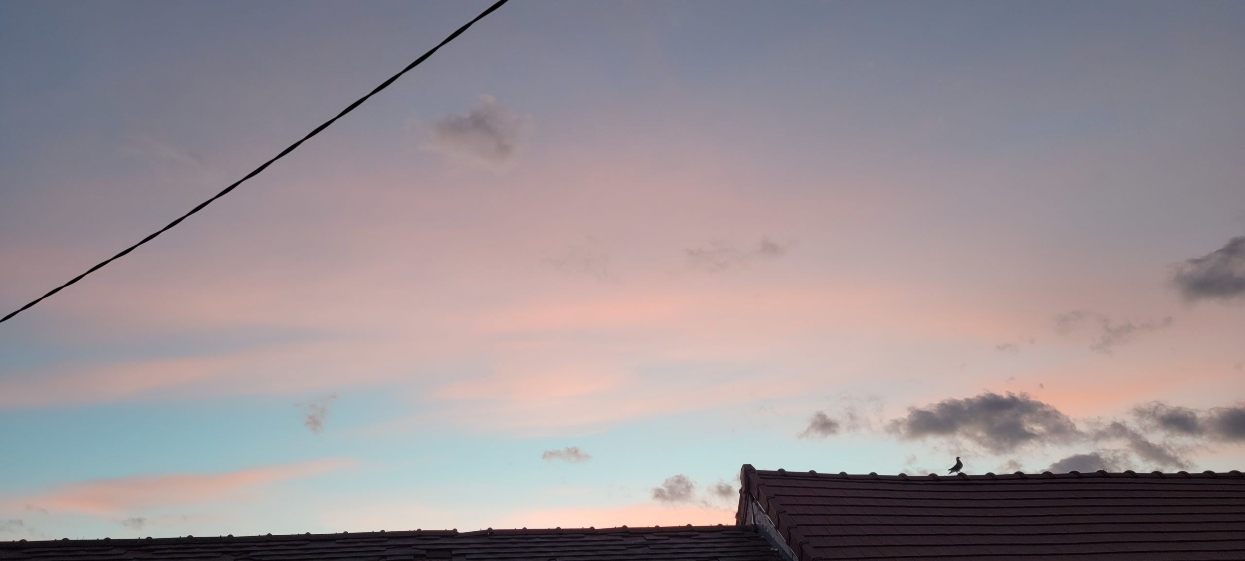 sunrise colors silhouetting a roof with a pigeon