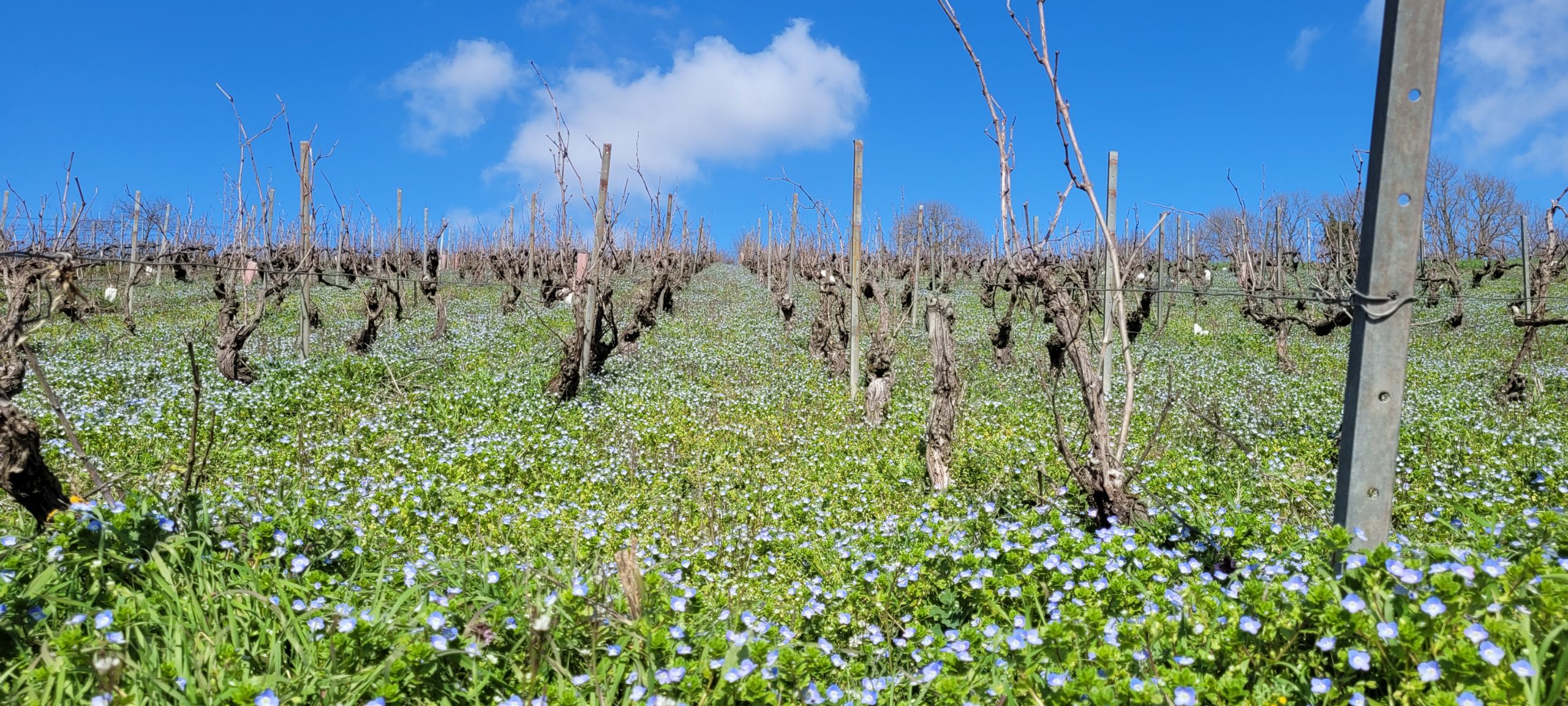 vineyard covered in tiny blue flowers